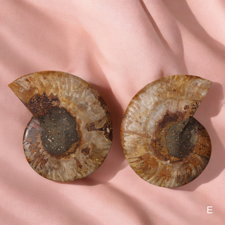 Ammonite Fossil Shell Pair - Enchantia Muse