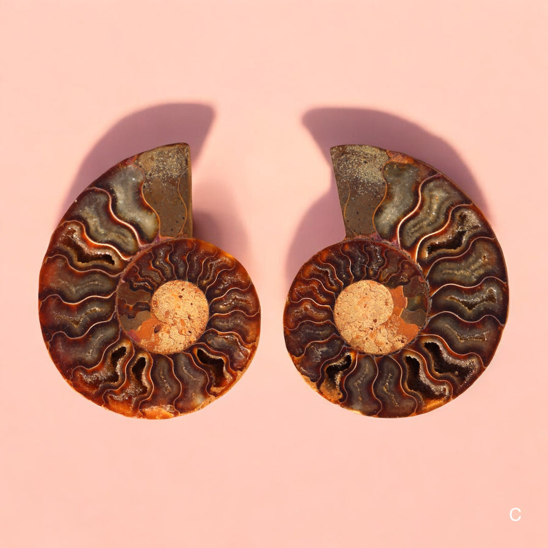 Ammonite Fossil Shell Pair - Enchantia Muse