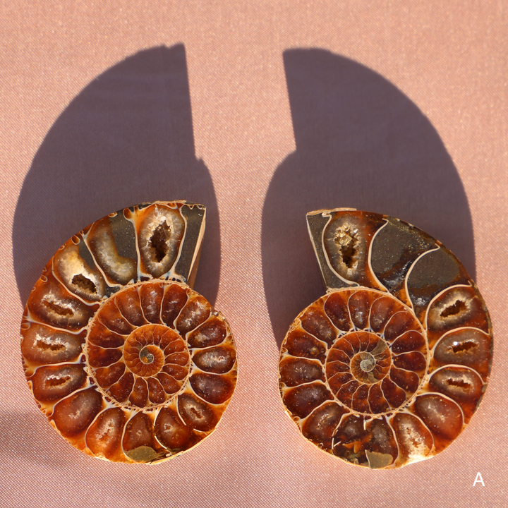 Ammonite Fossil Shell Pair - Enchantia Muse