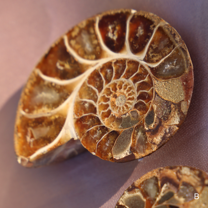 Ammonite Fossil Shell Pair - Enchantia Muse