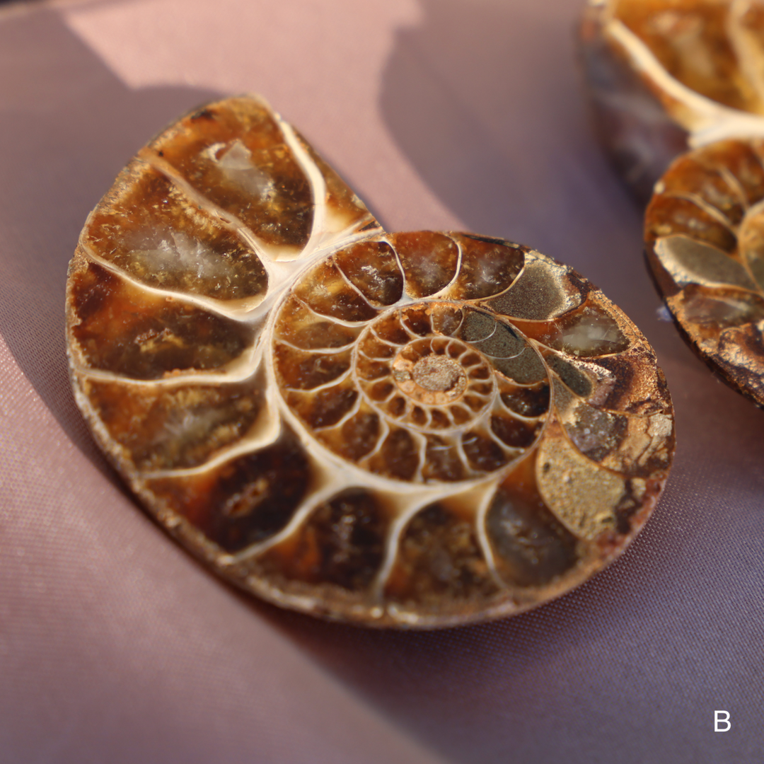 Ammonite Fossil Shell Pair - Enchantia Muse