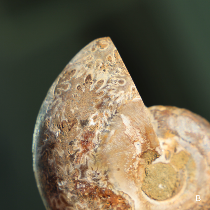 Ammonite Fossil Shell Pair - Enchantia Muse