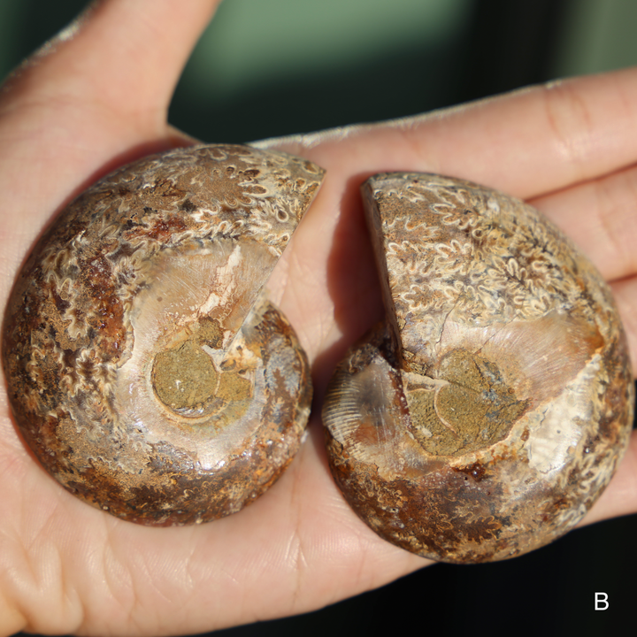 Ammonite Fossil Shell Pair - Enchantia Muse