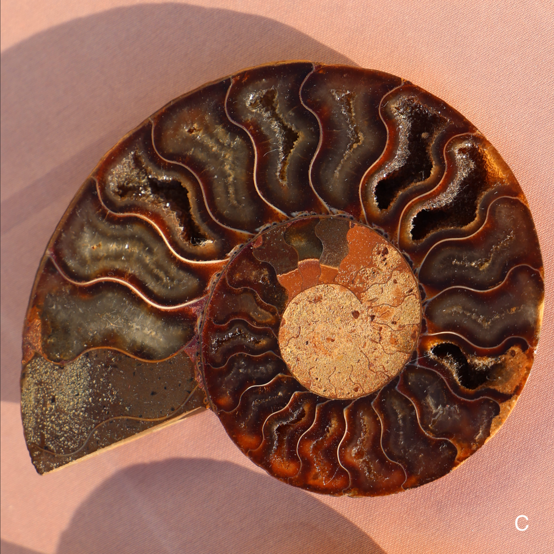 Ammonite Fossil Shell Pair - Enchantia Muse