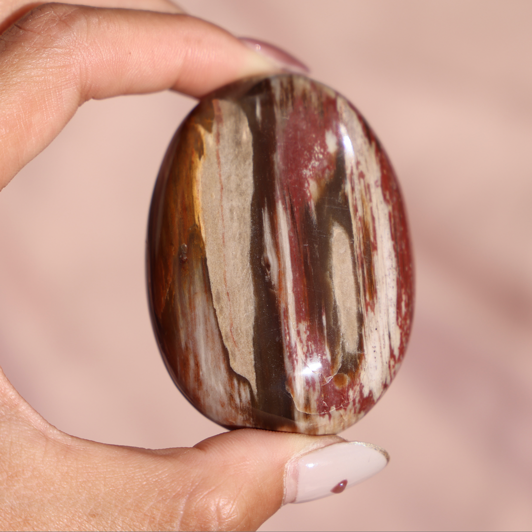 Petrified Wood Palm Stone - Enchantia Muse