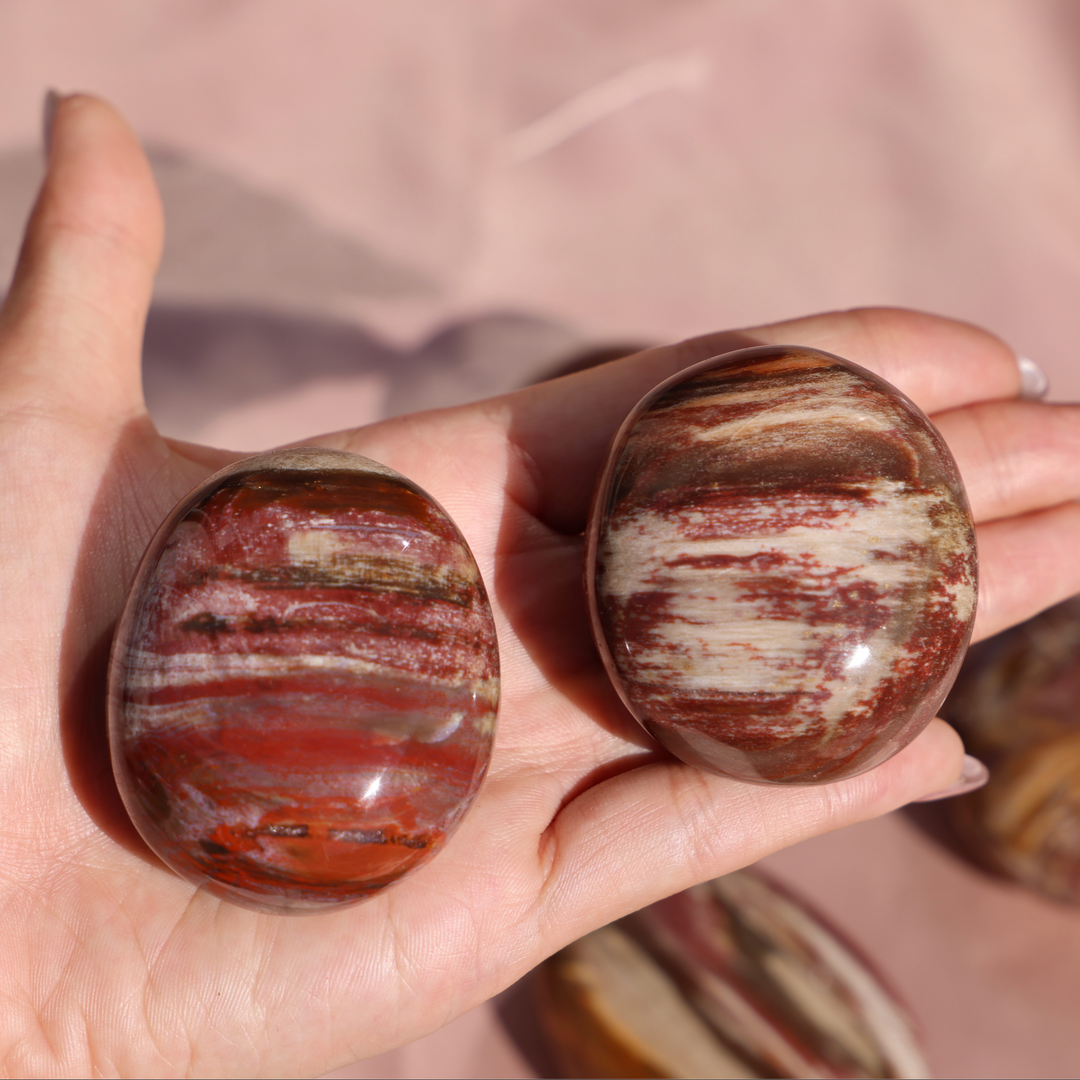 Petrified Wood Palm Stone - Enchantia Muse