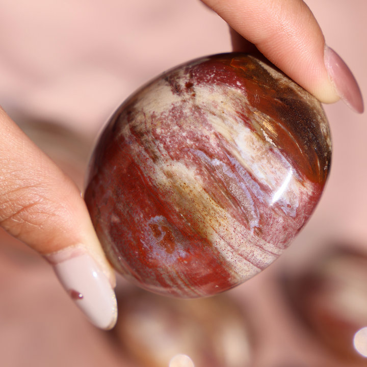 Petrified Wood Palm Stone - Enchantia Muse