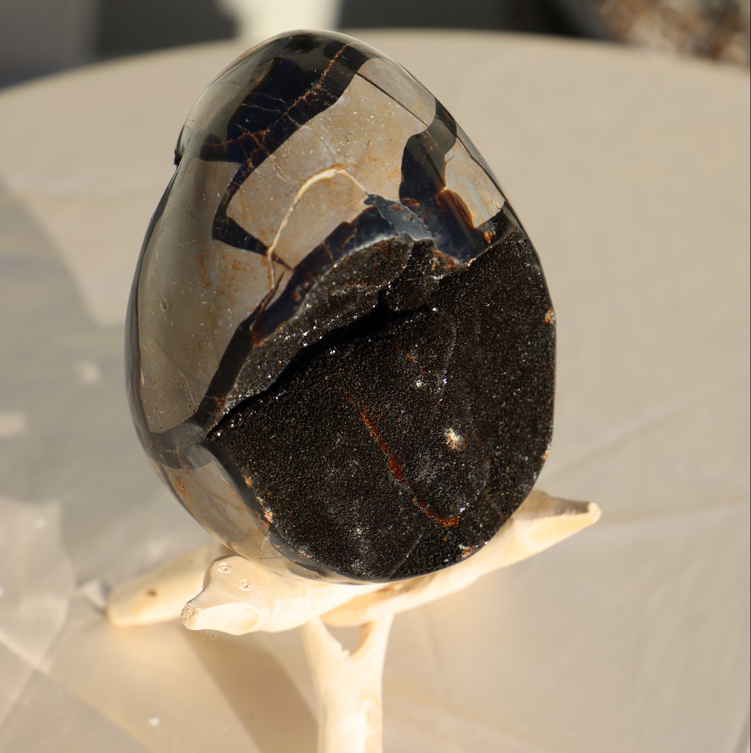 Large Septarian Dragon Egg #1