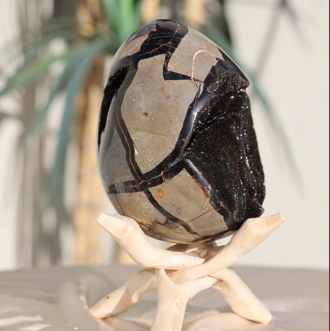 Large Septarian Dragon Egg #1