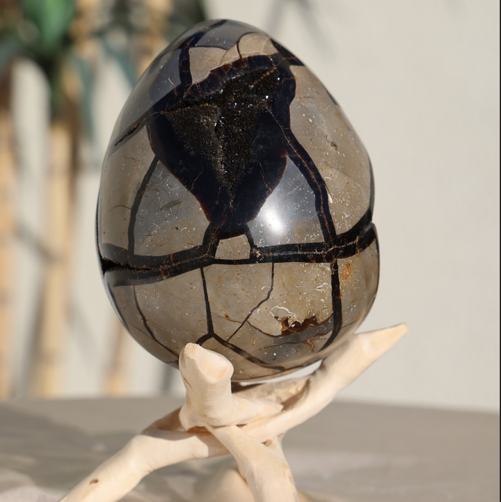Large Septarian Dragon Egg #1