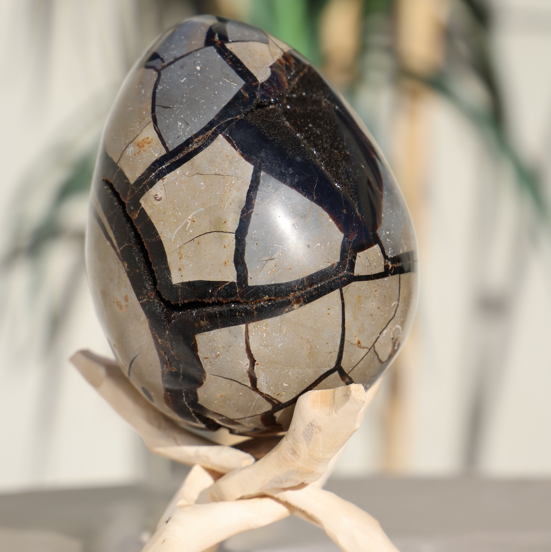 Large Septarian Dragon Egg #1
