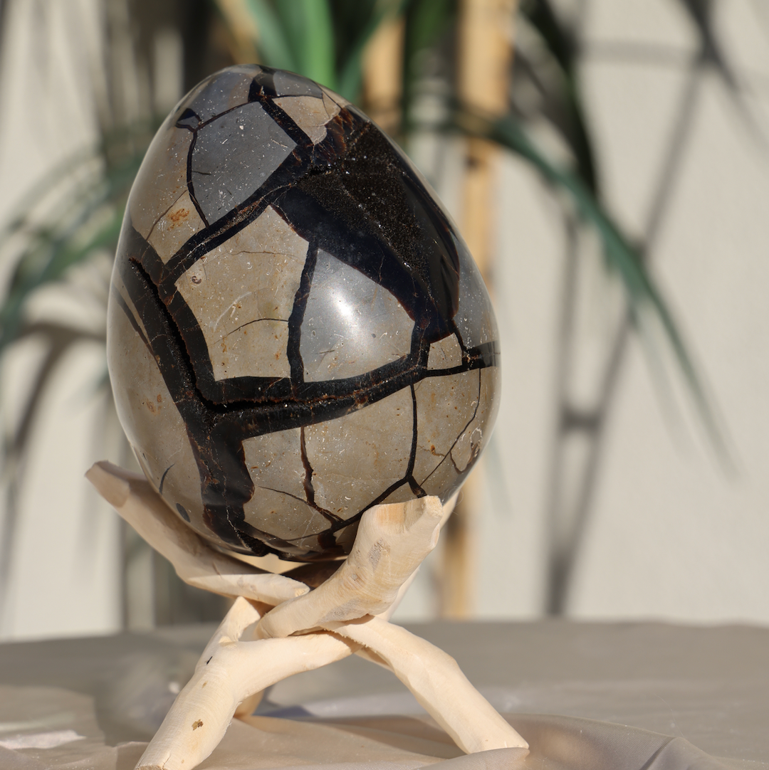 Large Septarian Dragon Egg #1