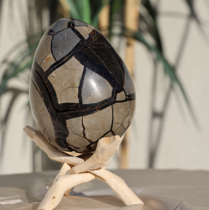 Large Septarian Dragon Egg #1