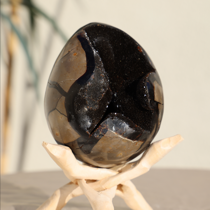 Large Septarian Dragon Egg #2