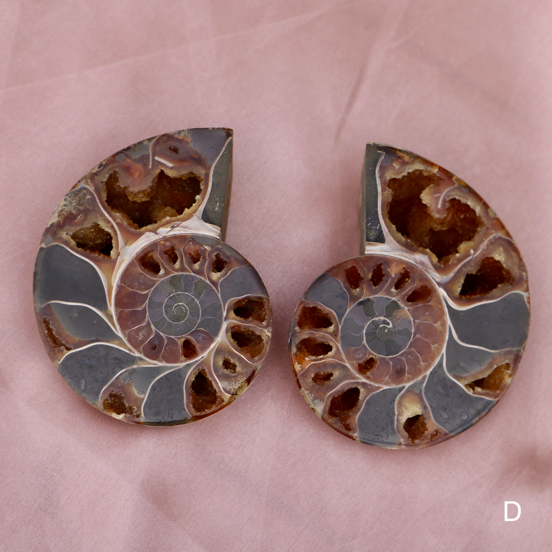 Ammonite Fossil Shell Pair - Enchantia Muse