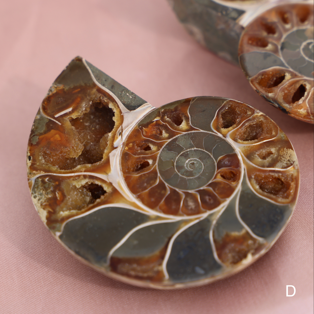 Ammonite Fossil Shell Pair - Enchantia Muse