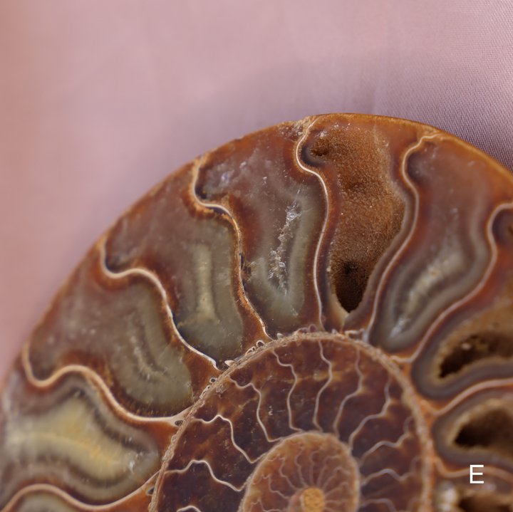 Ammonite Fossil Shell Pair - Enchantia Muse