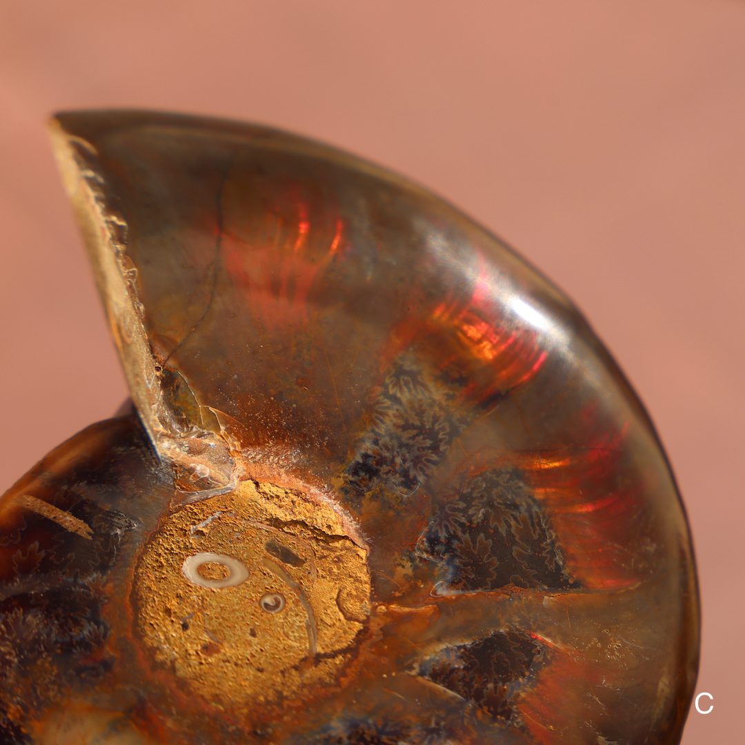 Ammonite Fossil Shell Pair