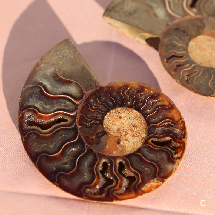 Ammonite Fossil Shell Pair