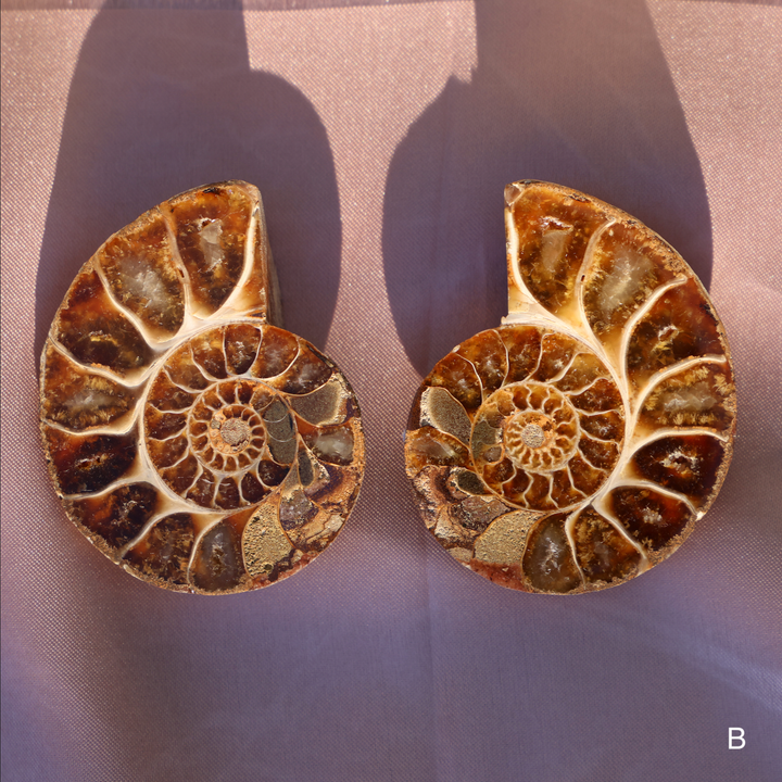 Ammonite Fossil Shell Pair