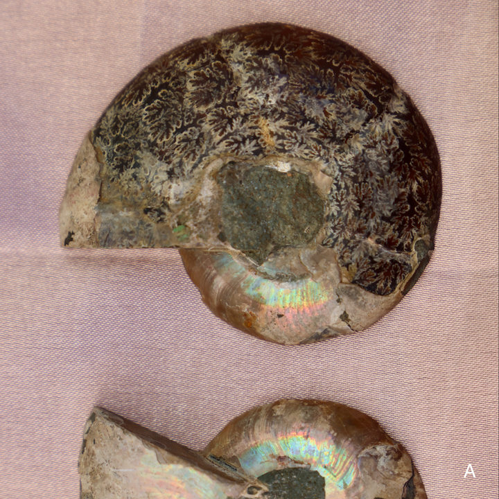 Ammonite Fossil Shell Pair