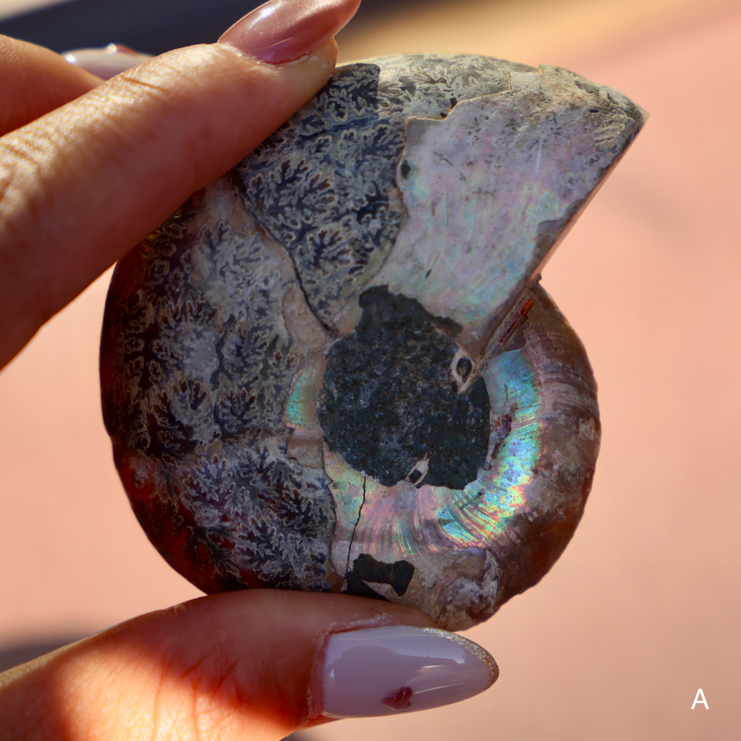 Ammonite Fossil Shell Pair