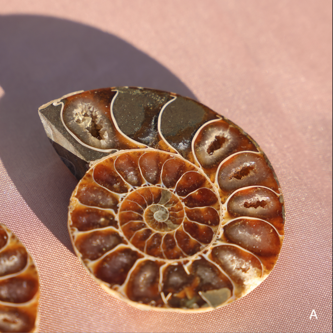 Ammonite Fossil Shell Pair