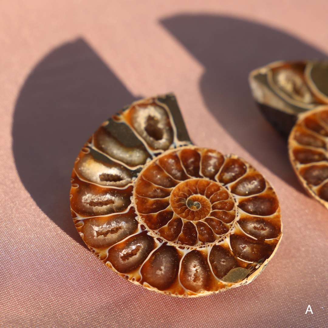 Ammonite Fossil Shell Pair