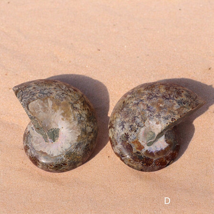 Ammonite Fossil Shell Pair