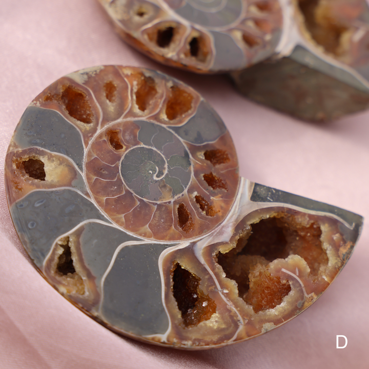 Ammonite Fossil Shell Pair