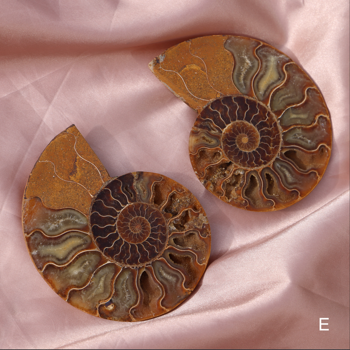 Ammonite Fossil Shell Pair