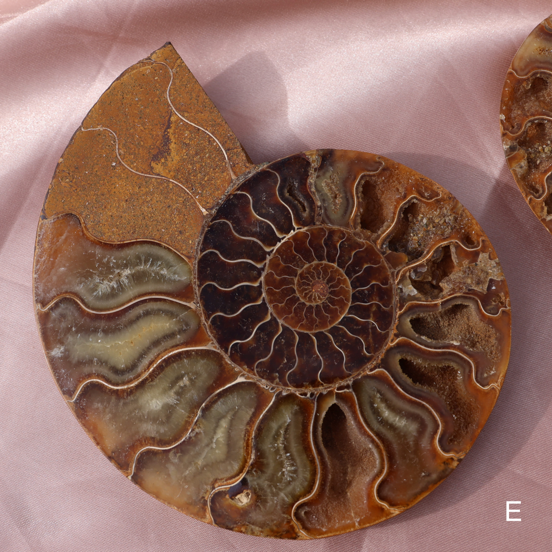 Ammonite Fossil Shell Pair